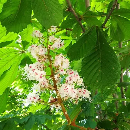 Hotell Dalia Nesebar