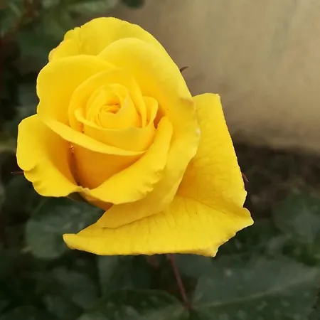 Dalia Готель 2*