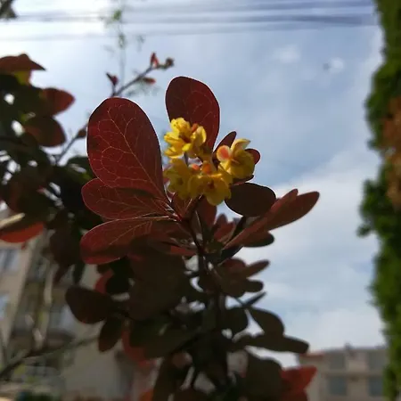 Dalia Готель 2*