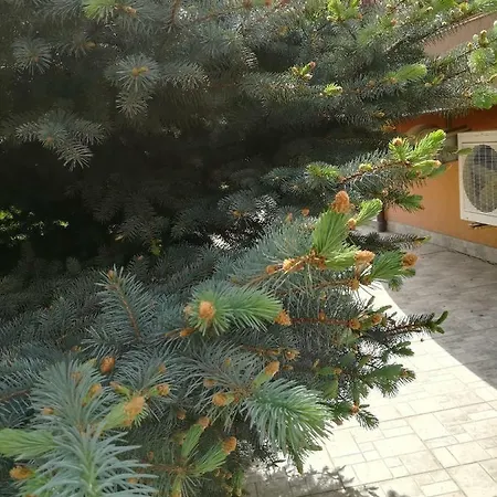 Dalia Несебир